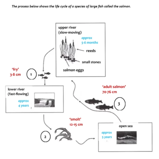 format Quy trình (Process) 5