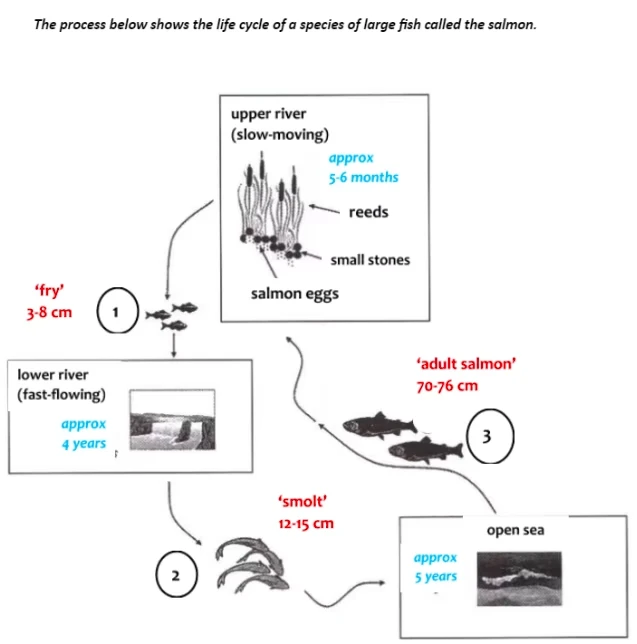 the life cycle of a species of large fish called the salmon cách viết overview