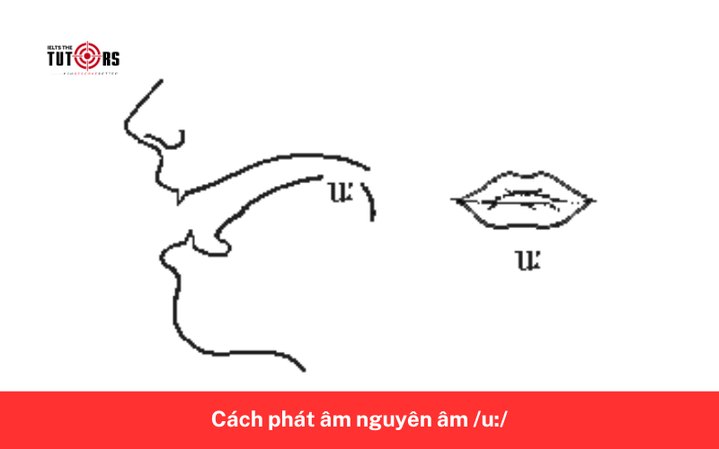 Cách phát âm nguyên âm _u