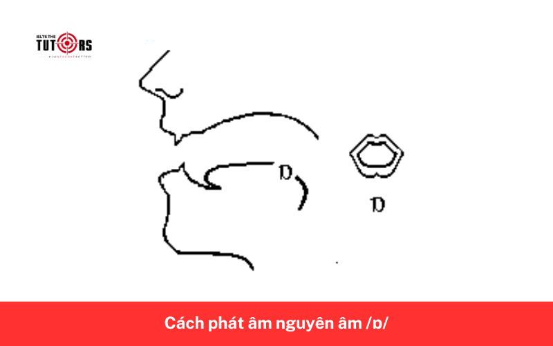 Cách phát âm nguyên âm _ɒ
