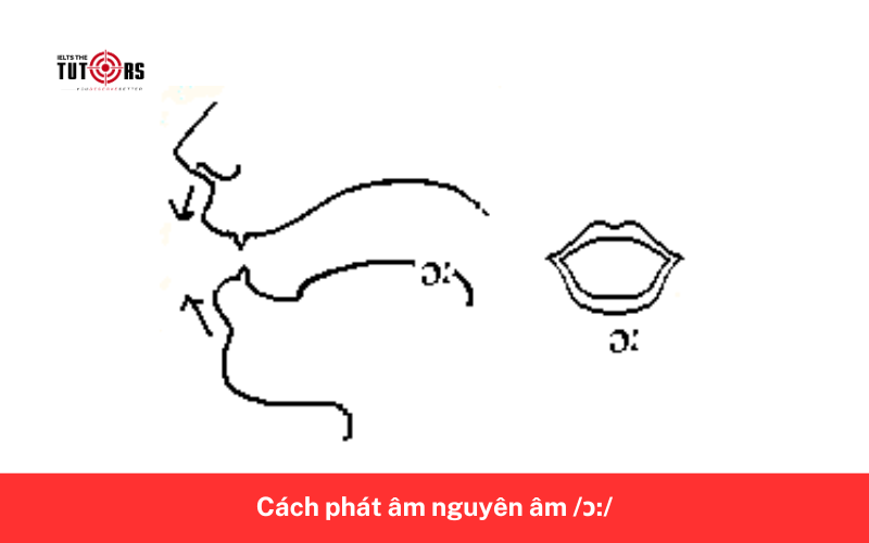 Cách phát âm nguyên âm _ɔ