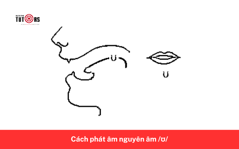 Cách phát âm nguyên âm _ʊ