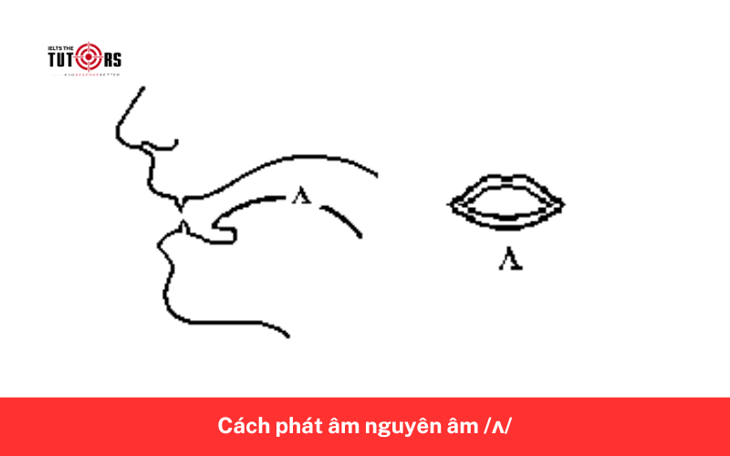 Cách phát âm nguyên âm _ʌ
