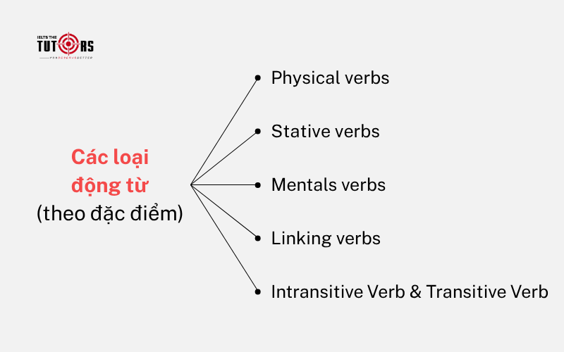phân loại động từ tiếng Anh theo đặc điểm