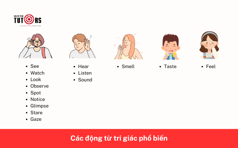 Các động từ tri giác phổ biến 25112502