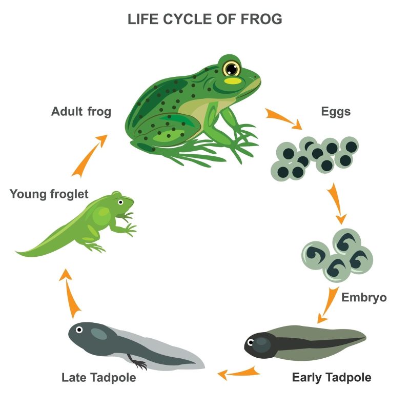The diagram illustrates the life cycle of a frog in a pond