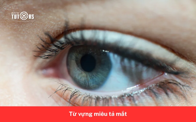 Từ vựng miêu tả mắt 150426