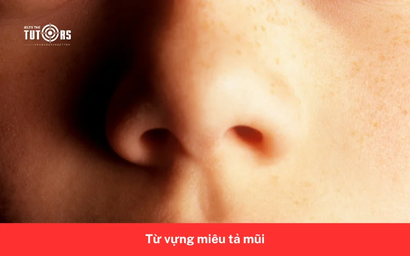 Từ vựng miêu tả mũi