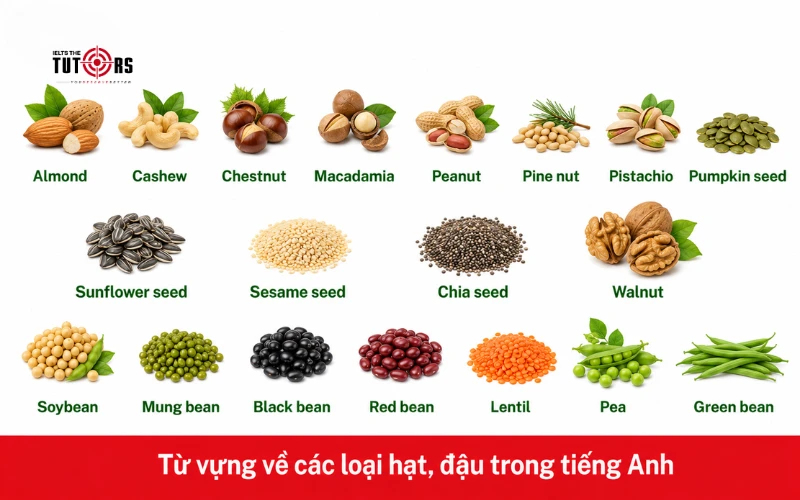 Từ vựng về các loại hạt, đậu trong tiếng Anh