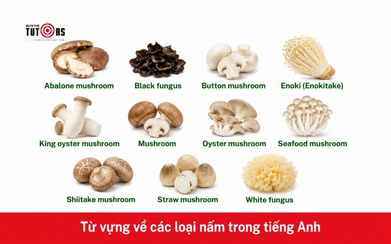 Từ vựng về các loại nấm trong tiếng Anh