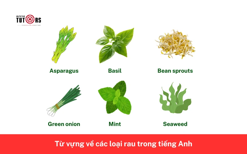 Từ vựng về các loại rau trong tiếng Anh