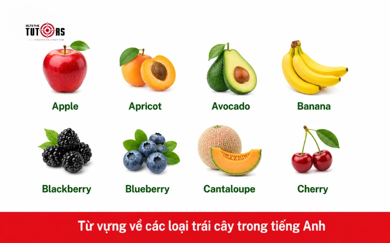Từ vựng về các loại trái cây trong tiếng Anh
