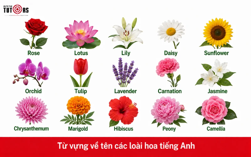 Từ vựng về tên các loài hoa tiếng Anh