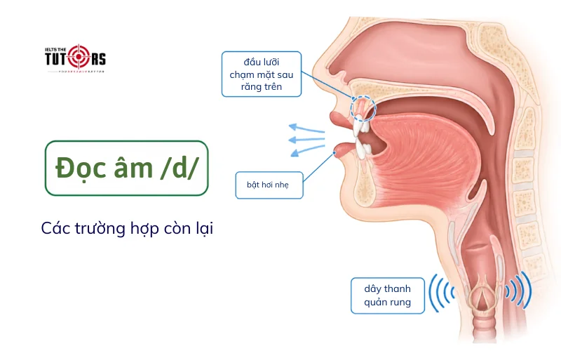 Đuôi ed được đọc là d