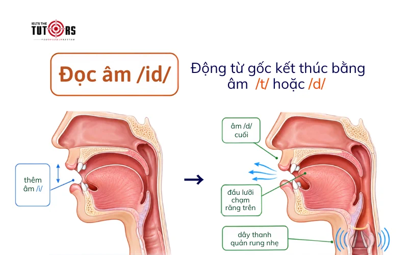 Đuôi ed được đọc là ɪd