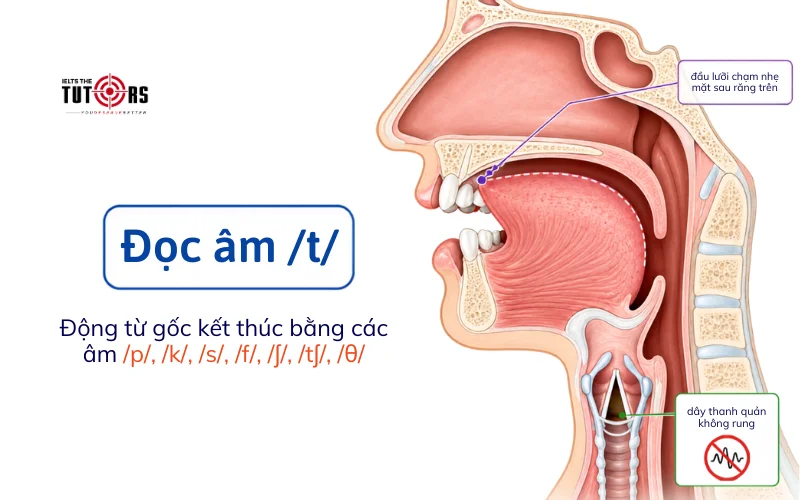 Đuôi ed được đọc là /t/