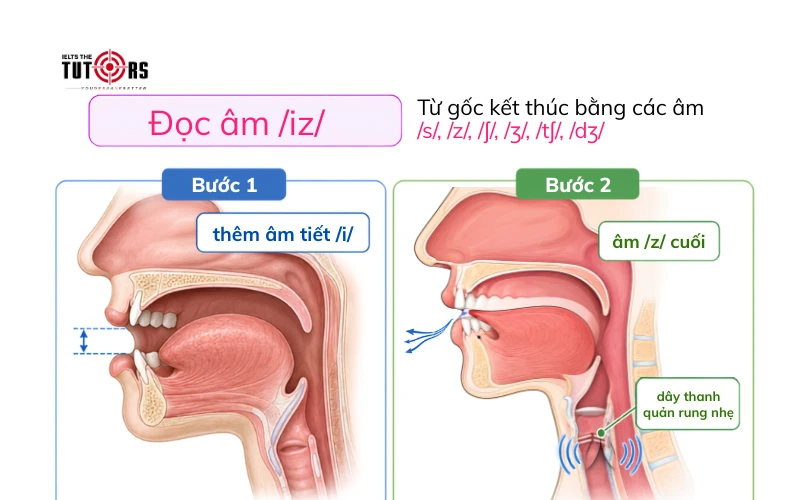 phát âm đuôi s es được đọc là iz