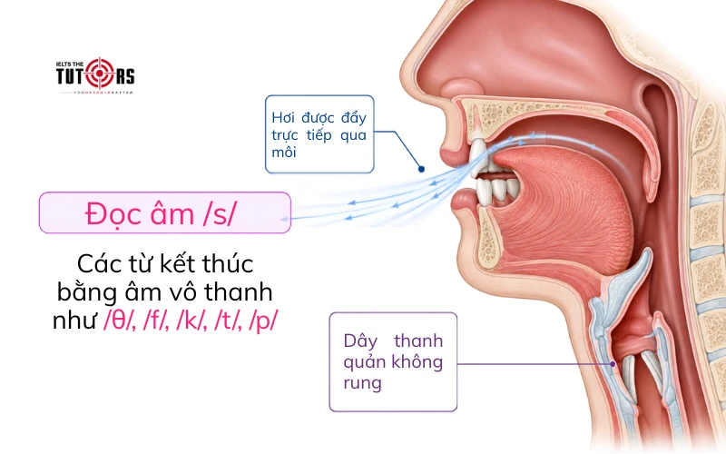 phát âm đuôi s es được đọc là s