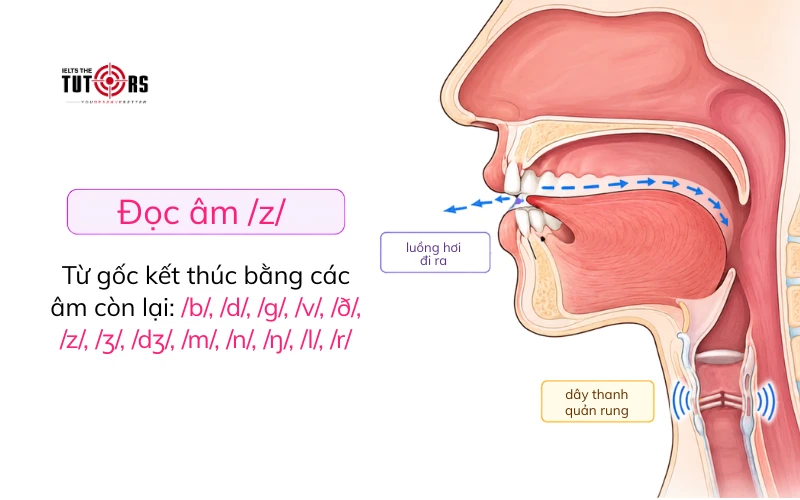 phát âm đuôi s es được đọc là z