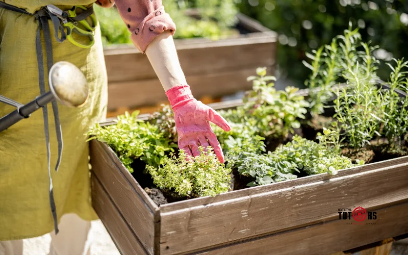 IELTS Speaking part 1 topic Growing vegetables and fruits