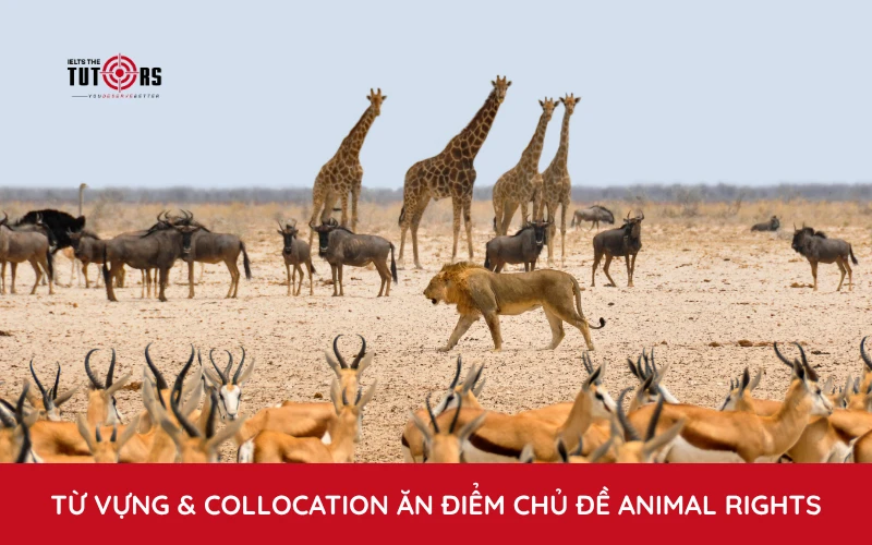 Từ vựng và collocation trong chủ đề Animal rights Writing task 2